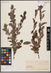 Salix aurita L. x Salix silesiaca Willd.